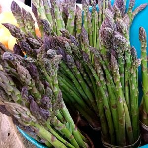 Freshly harvested Asparagus