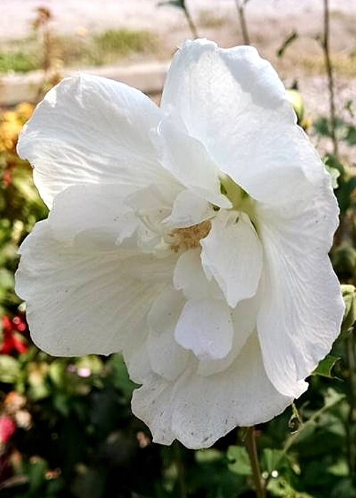 Giant white hibiscus