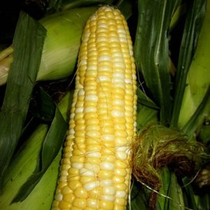 Our own fresh corn